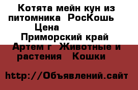 Котята мейн кун из питомника “РосКошь“ › Цена ­ 25 000 - Приморский край, Артем г. Животные и растения » Кошки   